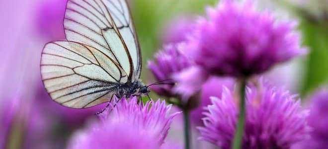 Farfalla su fiori viola, natura, biodiversità, ambiente, biodiversità, fotografia di insetti e piante fiorite, appunti sul blog, ecologia, ecosistema.