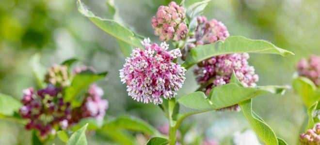 Fiore di ortensia rosa con foglie verdi in un giardino primaverile.