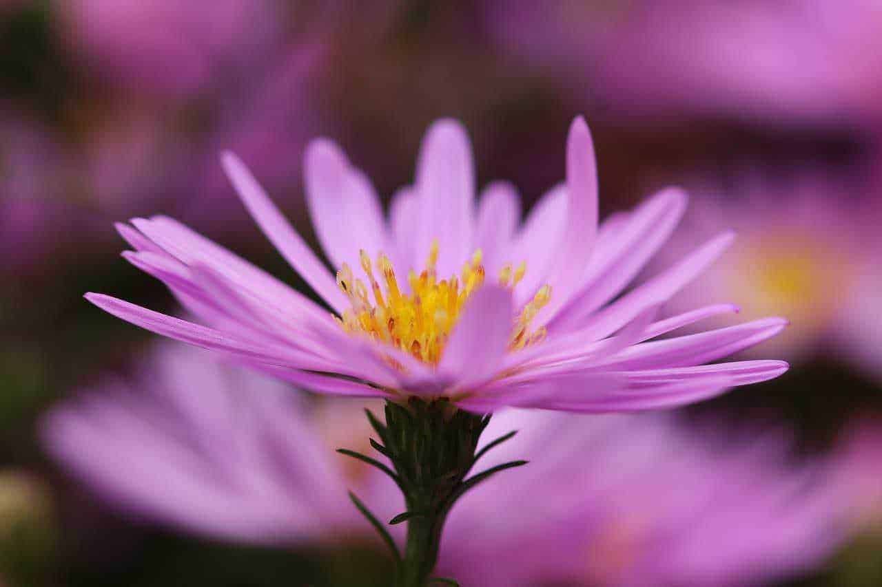 15 piante che attirano le farfalle in giardino e sul balcone. Fiore di margherita rosa con centro giallo, primi piani di fiori primaverili, immagine di fiori colorati per blog e articoli sulla natura.