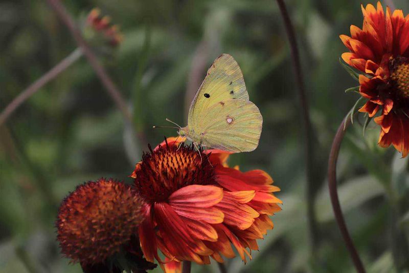 15 piante ed erbe aromatiche che attirano le farfalle in giardino e sul balcone 3 Farfalla gialla su fiori arancioni, natura e biodiversità, immagine di animali e piante.