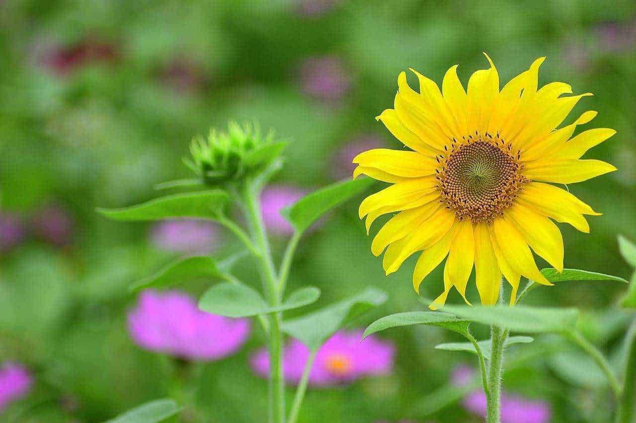 Girasole giallo in fiore nel giardino, con sfondo sfocato di altre piante colorate, rappresenta la bellezza della natura e il colore vivace dei fiori estivi.