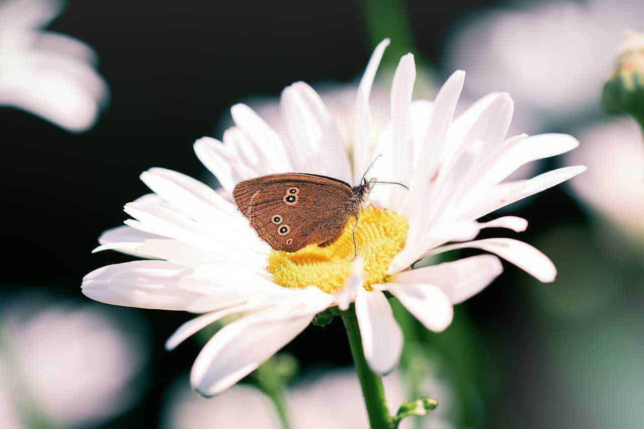 Farfalla su fiore di margherita, insetto pollinatore, natura, biodiversità, ecologia, fotografia macro di fiori e insetti, ambiente naturale, appunti sul blog, sostenibilità, flora e fauna.