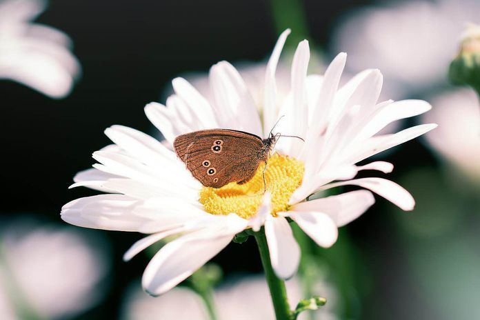 15 piante che attraggono le farfalle in primavera