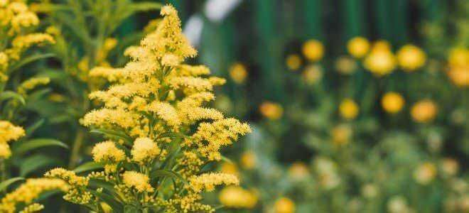 Fiore giallo di funghi amarelli, dettaglio di piante selvatiche e natura in estate, illustrando la flora e la biodiversità tipica del paesaggio italiano.