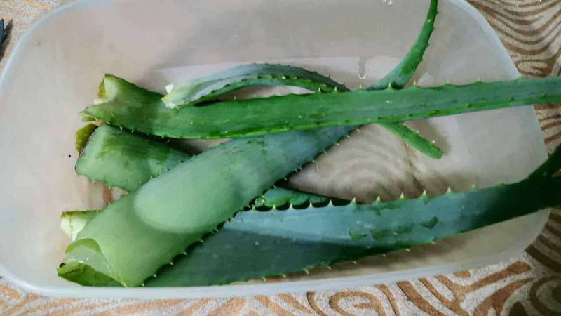 6 Ricette con aloe vera fai da te: gel, succo e usi cosmetici 4 6 Ricette con aloe vera per scopi medicinali
