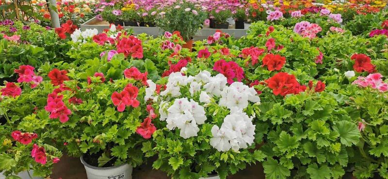 Come prendersi cura dei gerani in ogni stagione 4 Pianta in vaso con fiori rosa mentre viene annaffiata con innaffiatoio verde, cura delle piante da giardinaggio, fiori per esterni, giardinaggio domestico, atmosfera di primavera.