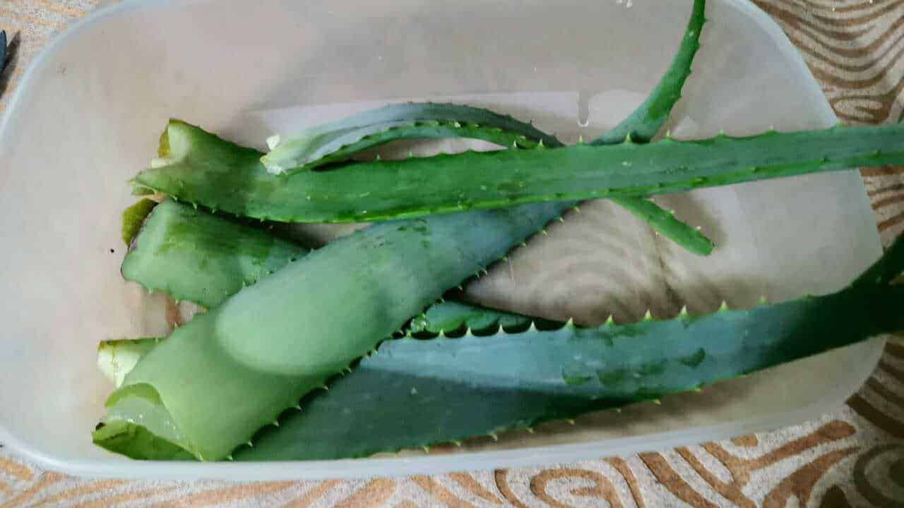 6 Ricette con aloe vera per scopi medicinali
