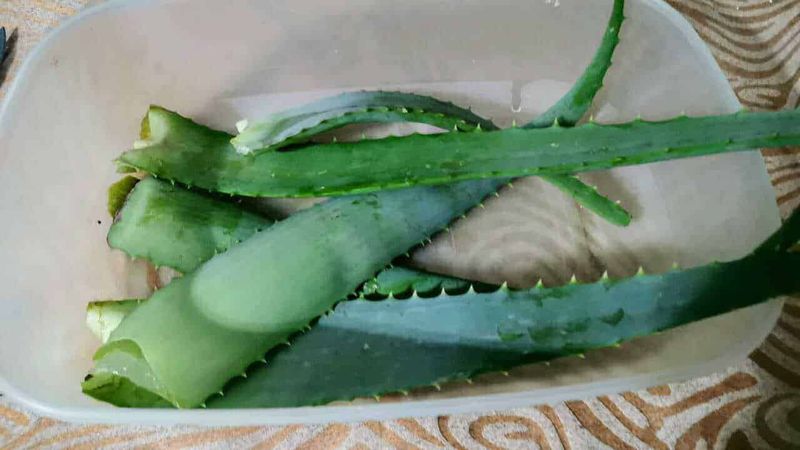 6 Ricette con aloe vera fai da te: gel, succo e usi cosmetici 4 6 Ricette con aloe vera per scopi medicinali