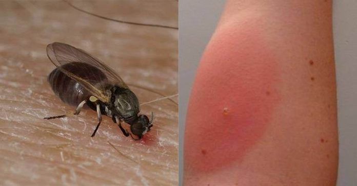 morso di tafano- Come riconoscere le punture di insetti per curarsi bene