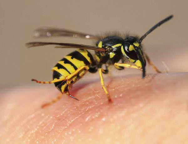 Come riconoscere le punture di insetti per curarsi bene - vespe