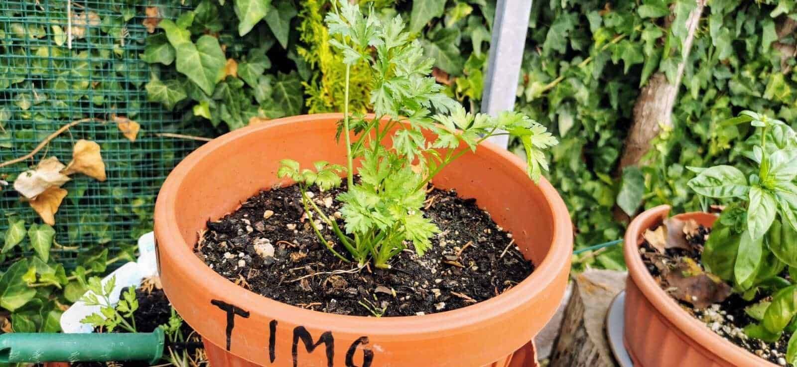 Pianta di erba aromatica in vaso di terracotta, coltivazione domestica di piante aromatiche, orto urbano, cura delle piante, giardinaggio sostenibile, erbe fresche per cucina.