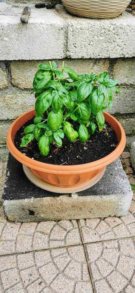 Erbe repellenti per zanzare: Pianta di basilico in vaso terra cotta sul terrazzo, piante aromatiche, cura delle piante, giardinaggio urbano, erbe fresche, orto sul balcone, verde rigoglioso, coltivazione biologica, erbe aromatiche in casa, ambiente naturale, piante verdi sane, coltivare erbe in vaso, giardino domestico, crescita delle piante, orticoltura urbana.