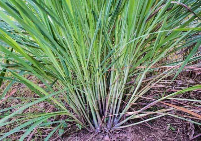 Erba di panico, pianta resistente all'ambiente agricolo, crescita rapida, utilizzata come foraggio e come copertura del suolo, ideale per l'erosione e la fertilità del terreno.