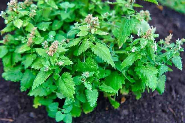 Pianta di menta fresca con foglie verdi lussureggianti e piccoli fiori, coltivata in giardino per usi culinari e medicinali. Ideale per tisane e aromatizzare piatti tradizionali italiani.