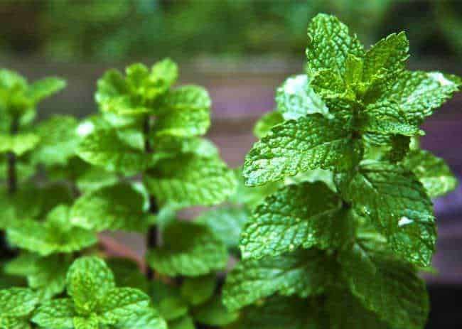 Foglie di menta fresca, erba aromatica comunemente usata per cucinare e tisane, con dettagli vividi e colori verdi brillanti. Un'immagine naturale ideale per appunti di blog sulla cucina, le erbe e il giardinaggio.