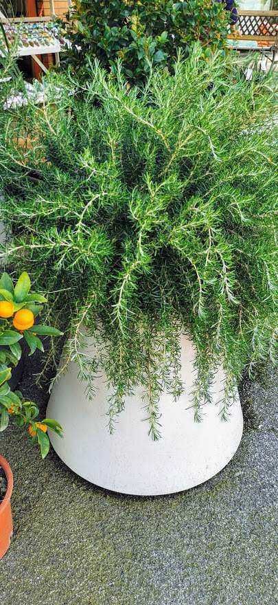 Pianta aromatica in vaso, erbe di rosmarino in un grande contenitore bianco, ideale per giardini e cucine casalinghe, cura semplice e crescita rigogliosa.