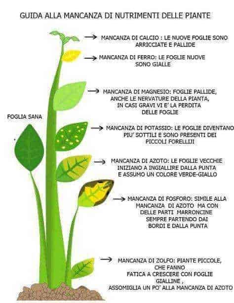 Foglia sana con carenze di nutrienti delle piante, illustrata con crescita e mancanze di nutrienti come calcio, ferro, magnesio, potassio, azoto, fosforo, zolfo, e zolfo.