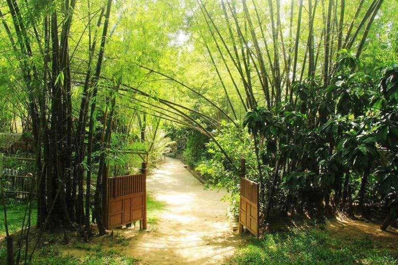 10 Piante di buon augurio feng shui in giardino 3 Sentiero nella foresta di bambù, natura verde, ingresso al percorso boscoso, ambiente tranquillo e naturale, emozionante cammino tra gli alberi, natura incontaminata, escursione nel verde, paesaggio sereno per passeggiate all'aperto.