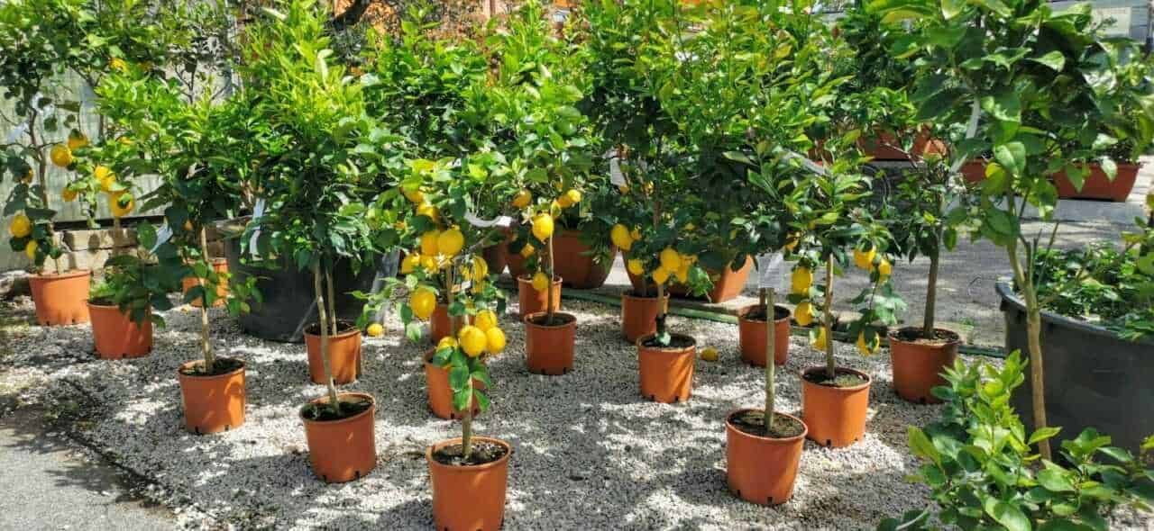 10 Piante di buon augurio feng shui in giardino