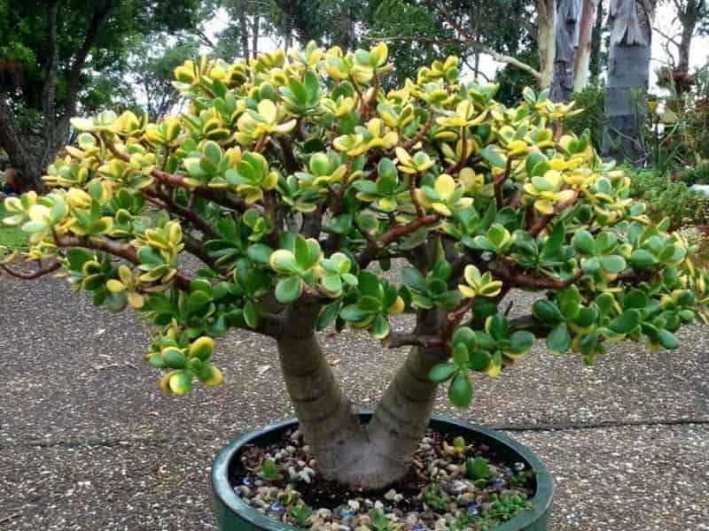 10 Piante di buon augurio feng shui in giardino