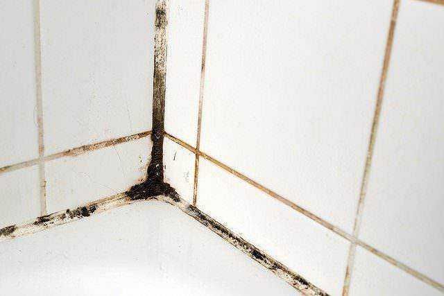 Eliminare muffa dalla doccia: Muffa nella doccia: Le cause della comparsa della muffa