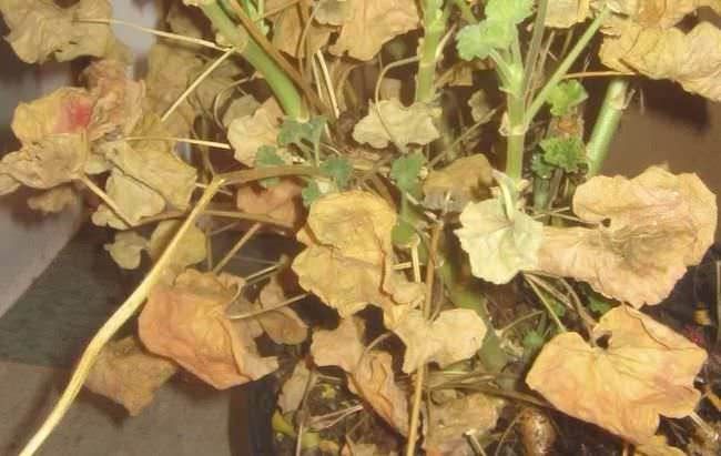 Cosa devo fare se le foglie di geranio ingialliscono?