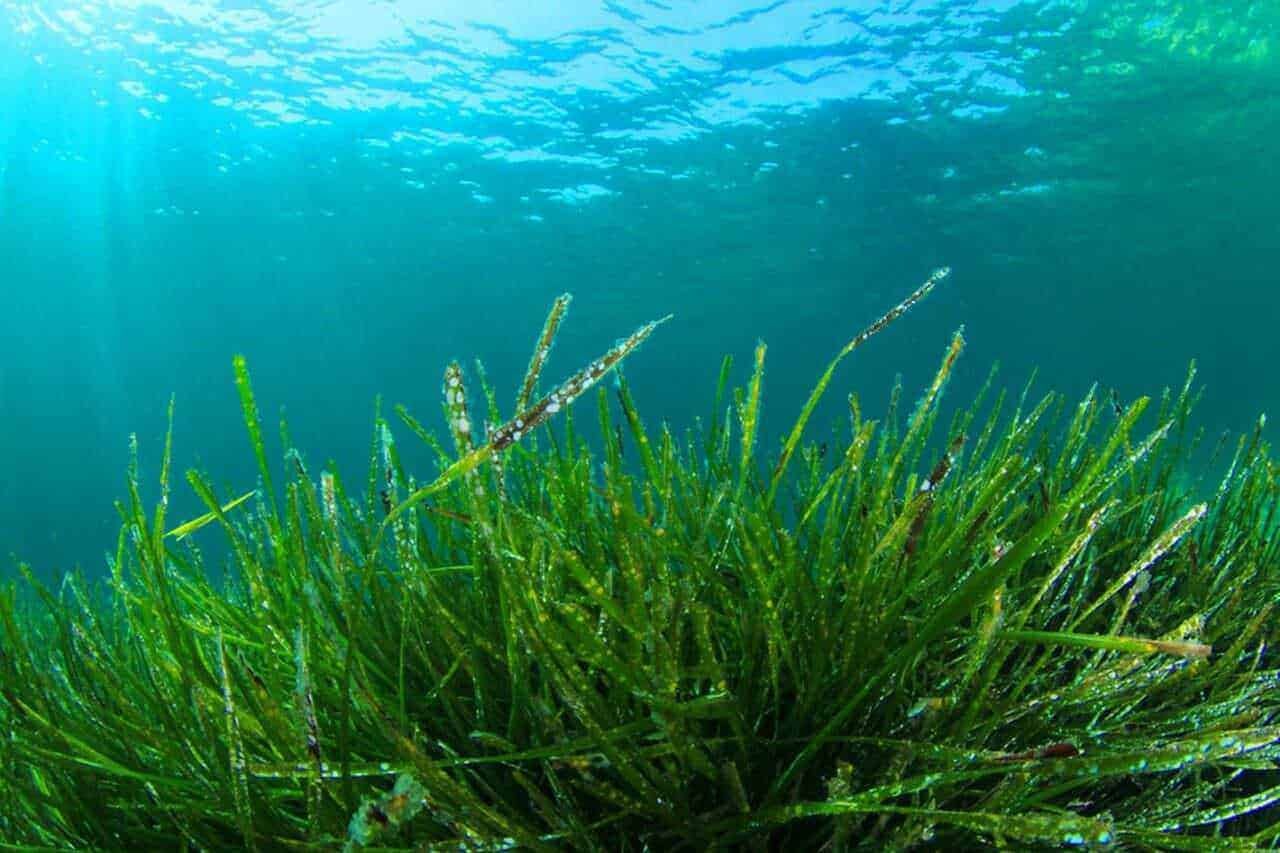 Sott Acqua: Prato di Alghe Marine Verdi con Luce Solare, Ecosistema Sommerso.