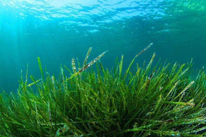 Effetti e Benefici della Spirulina nella dieta 2 Sott Acqua: Prato di Alghe Marine Verdi con Luce Solare, Ecosistema Sommerso.