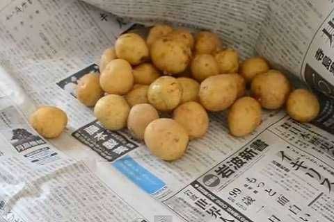 Patate novelle fresche su giornale, perfette per ricette tradizionali italiane, con esposizione naturale e rustica.