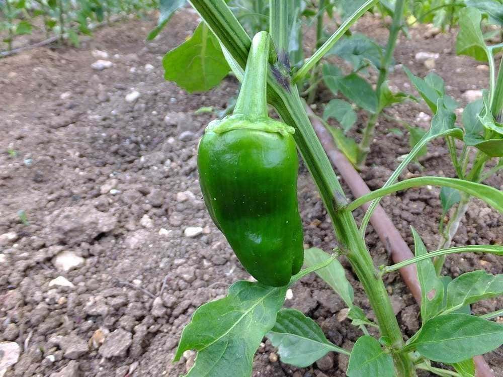 Verde peperone in crescita su pianta nel terreno, coltivazione di ortaggi biologici, agricoltura sostenibile, produzione alimentare a km zero, orticoltura fai-da-te e alimentazione sana.