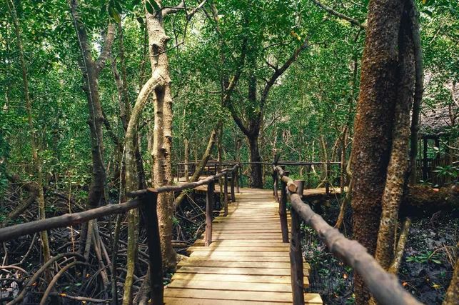 Zanzibar: quando andare per non rovinarsi la vacanza 4 Sentiero di legno tra gli alberi in una riserva naturale con vegetazione verde vibrante, ideale per escursioni e avventure all'aperto.