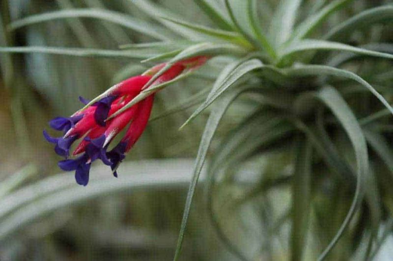 Fiore tropicale di colore rosso e viola, pianta succulenta con foglie lunghe e sottili, ambientata in un contesto naturale.