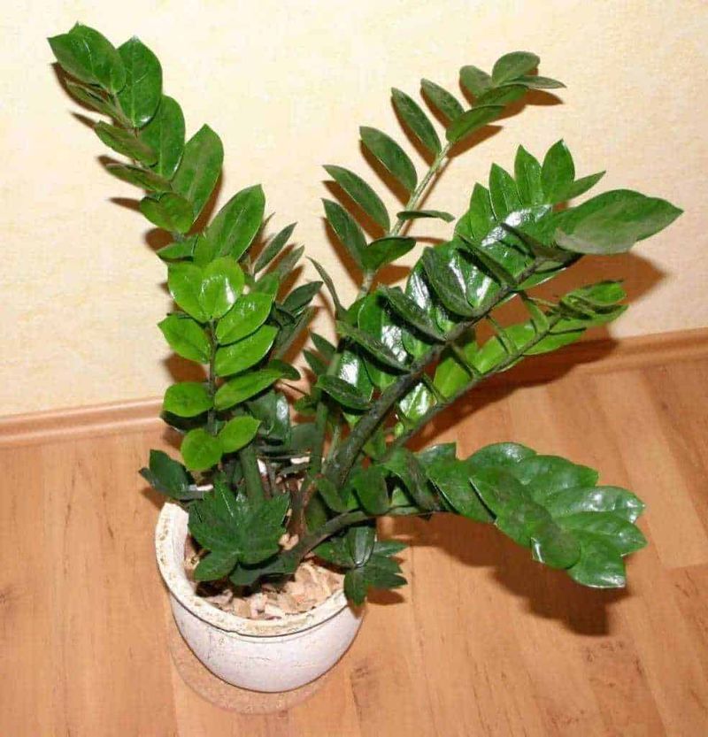 Aloe vera in vaso, pianta succulenta verde con foglie spesse e spinose, ideale per trattamenti di bellezza e benessere naturale.