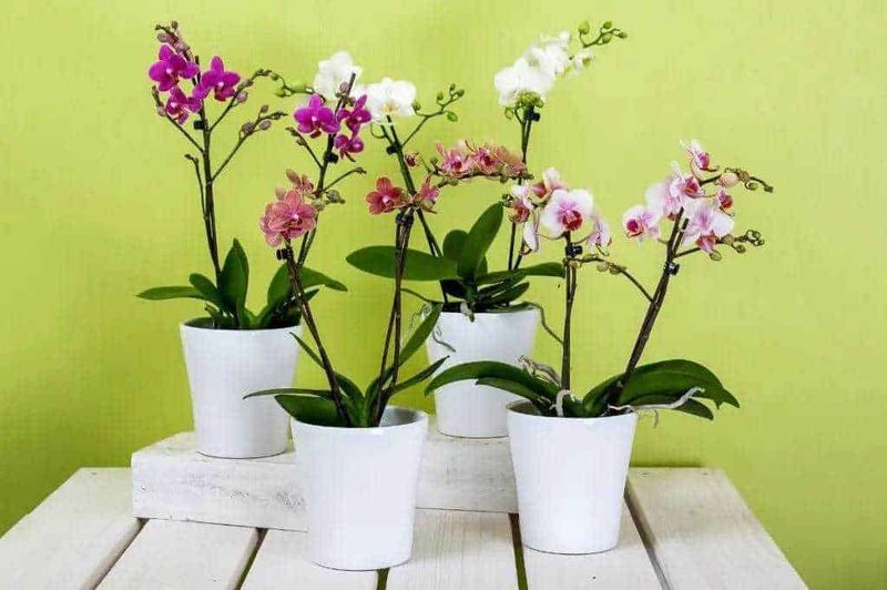 Ragni di orchidee in vasi bianchi su sfondo verde chiaro, piante decorative perfette per la casa e il giardino, con fiori colorati e foglie lucide.