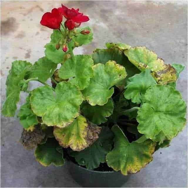 FIORE DI GERANI, pianta d'appartamento con foglie verdi e fiori rossi vivaci, ideale per decorare case e balconi.