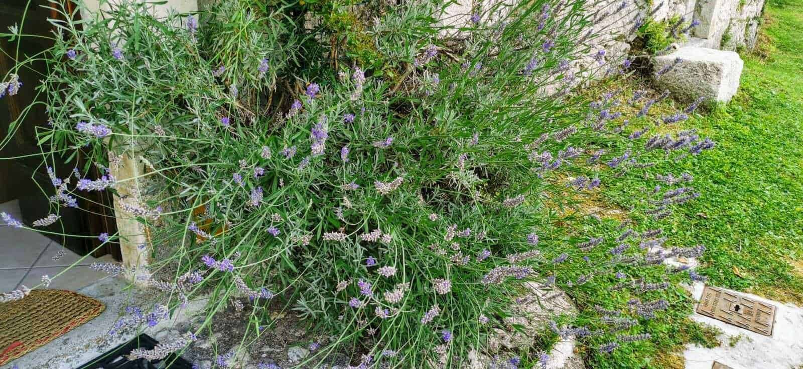 Rosmarino proprietà magiche e danni per la salute