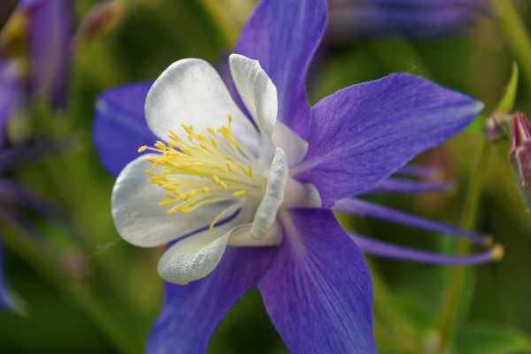 Aquilegia