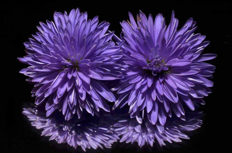 Cosa piantare sul balcone mese per mese: il calendario verde 16 Astra