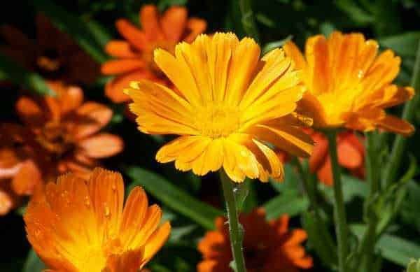 Calendula