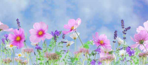 Fiori primaverili con Cosmea, margherite, lavanda e cosmos in un prato colorato e soleggiato, simbolo di natura e serenità. Immagine di fiori freschi e colorati in un paesaggio naturale ricco di dettagli floreali.