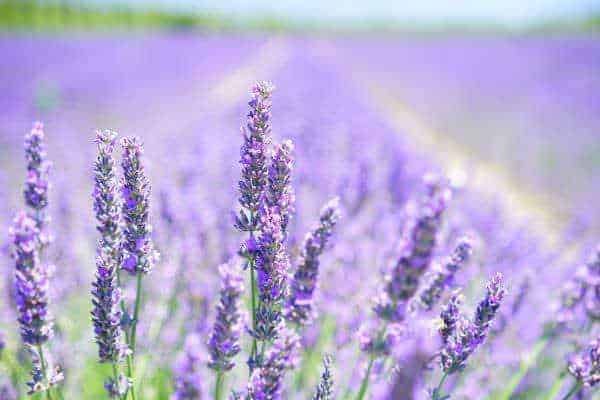 Foto di lavanda in fiore in un campo estivo con sfondo sfumato, paesaggio naturale e aromi floreali, utilizzato per blog di viaggio e giardinaggio.