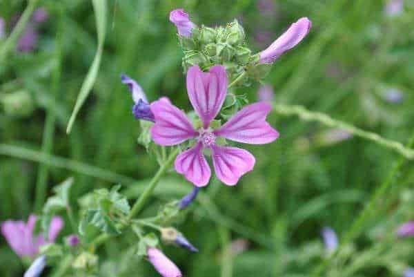 Fiori di Lavatera, dettaglio di un fiore di campo con sfondo verde, perfetti per il giardinaggio e la natura selvaggia, ideale per articoli su piante e fiori in estratégias SEO.