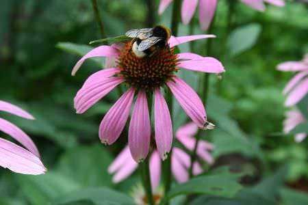 Favo su fiore di echinacea con sfondo di foglie verdi e altri fiori rosa, scena di pollinazione naturale.