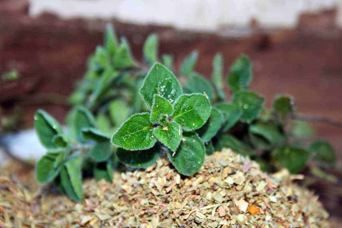 Prezzemolo fresco con foglie verdi e spezie essiccate in primo piano, ideale per cucina e decorazioni alimentari.
