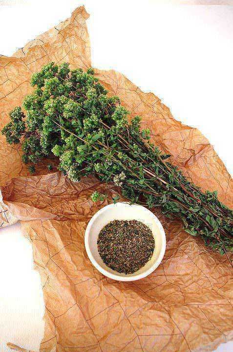 Benefici olio di origano proprietà curative