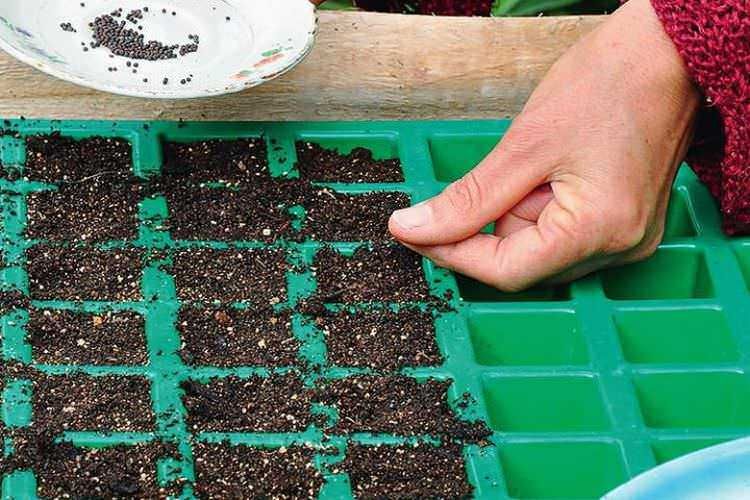 Come seminare i fiori prima del freddo: Semi di sesamo e piantine di basilico in crescita nel germinatoio modulare, ready per il trapianto, cura delle piante, coltivazione domestica, orticoltura sostenibile.