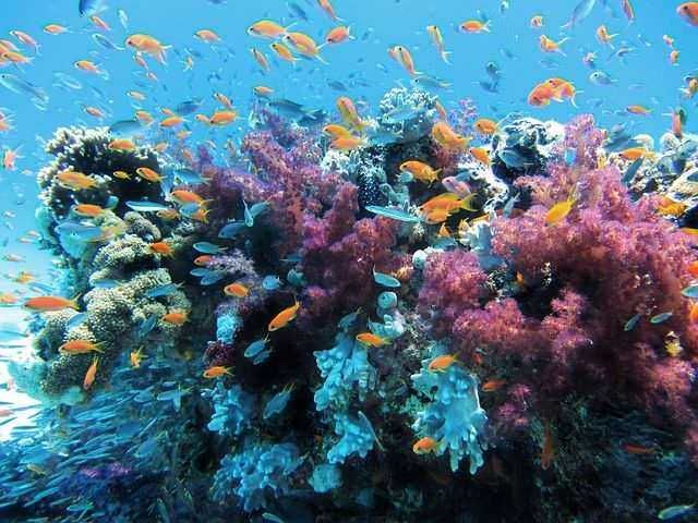 Ecosistemi acquatici tipi e caratteristiche