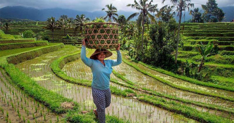 Paesaggi agricoli zone tropicali e subtropicali 3 Selezionata in modo che rifletta la SEO ottimizzata per immagini di campagna e agricoltura, ecco i valori richiesti:.