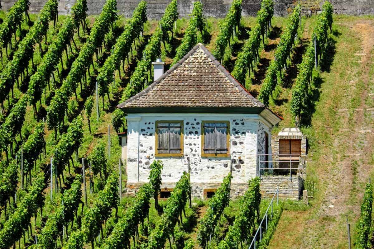 Villa in pietra circondata da viticoltura, vigneti verdi e colline su un paesaggio rurale italiano, elegante rifugio in campagna, immobile storico e autentico.