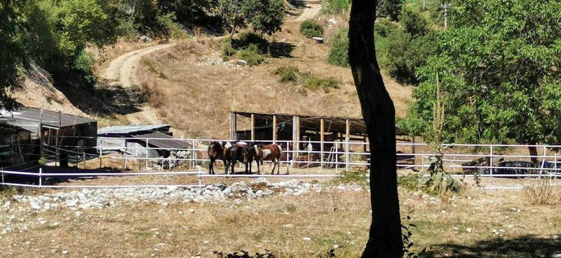 Paesaggio rurale caratteristiche e stile di vita 2 Fresca scena di cavalli in recinto su terreno sterrato circondato da alberi e colline, ambientazione rurale, natura, vita all'aperto, relaxing, spazio open air, campagna, rifugio per animali, atmosfere serene.
